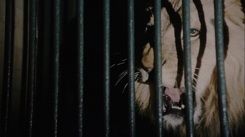 Wild Beasts still 2