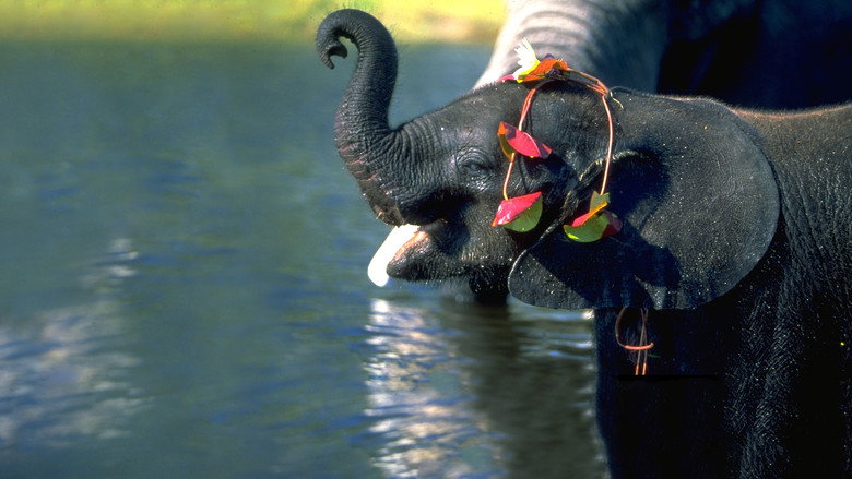 Whispers: An Elephant's Tale still 4