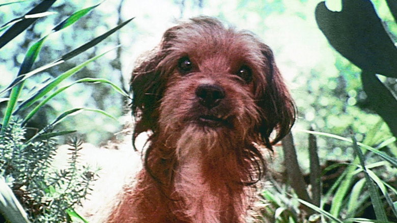 Benji still 8