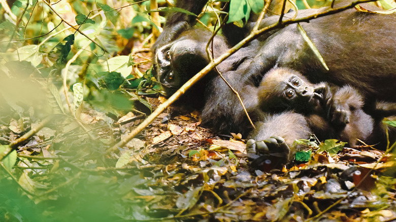 Gorillas Close Up still 5