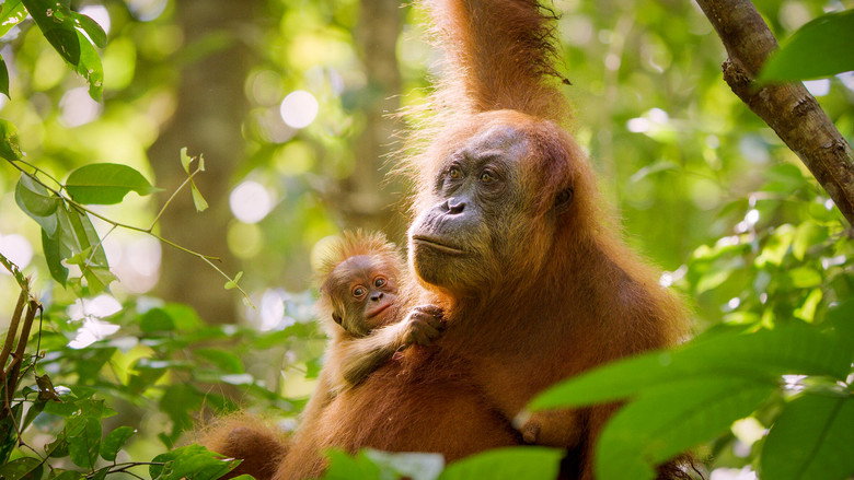 Secret Lives of Orangutans still 3