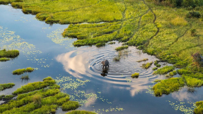 Okavango: A Flood of Life still 1
