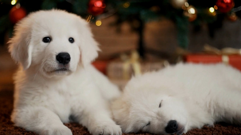 Christmas Puppies still 1