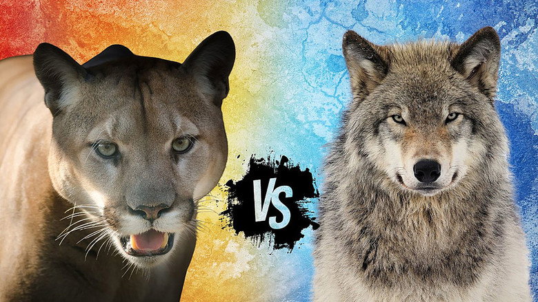 Cougar v. Wolf still 1