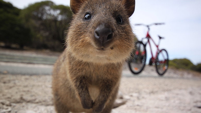 Happy Animals still 1