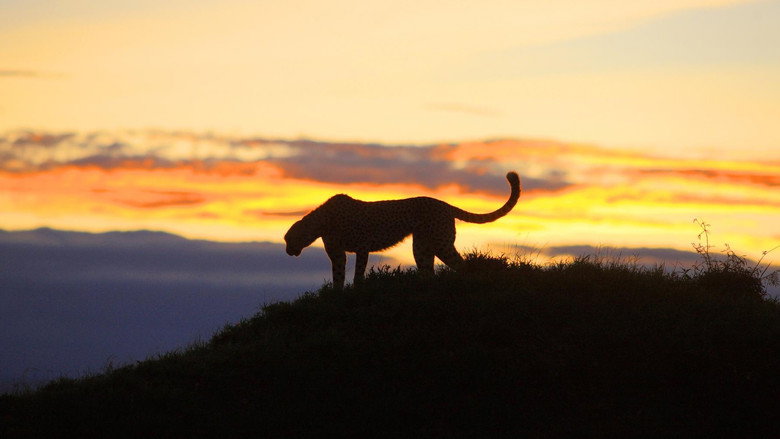 Africa's Hunters of the Night still 2