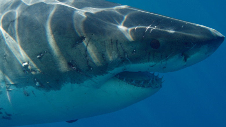Wonders of the Ocean still 7