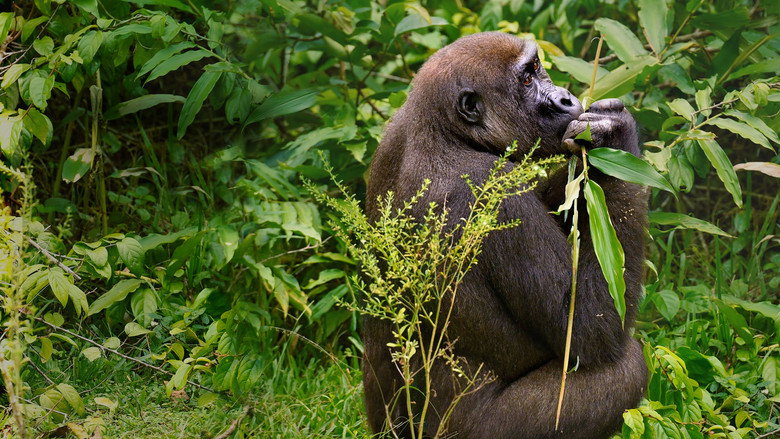 Gorillas Close Up still 6