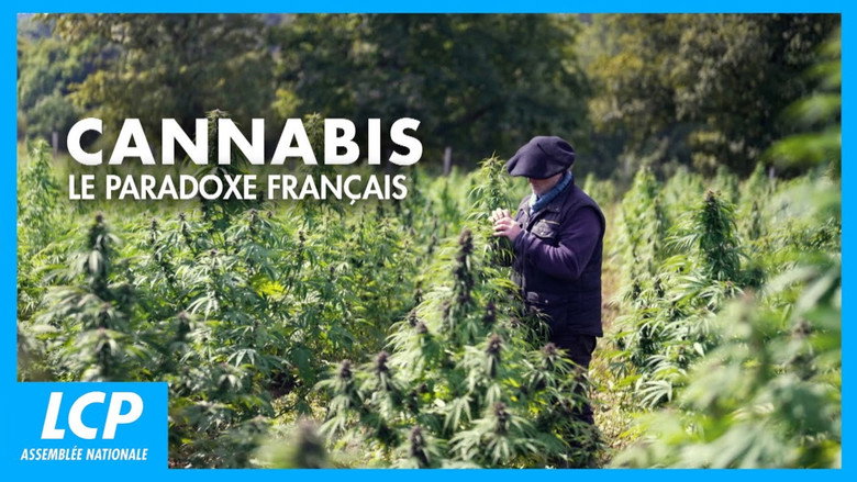 Cannabis, un paradoxe français still 4
