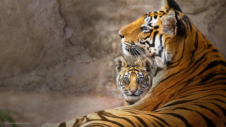 Tiger still 2