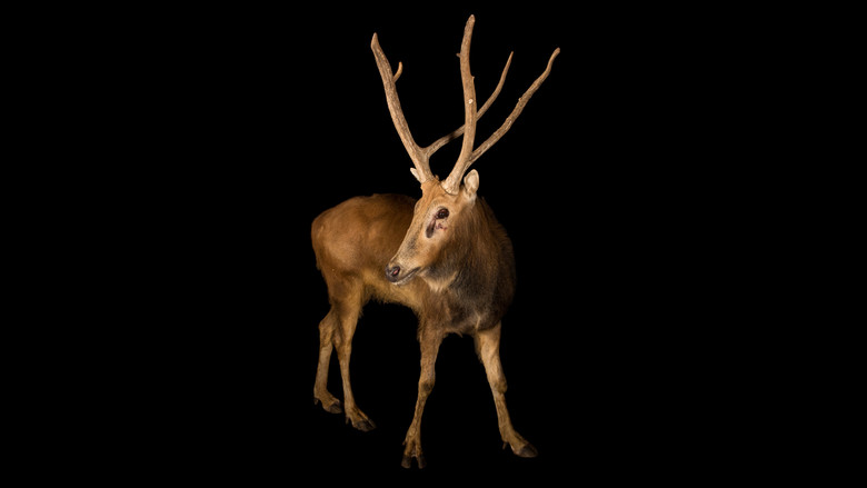 Rare: Creatures of the Photo Ark still 2
