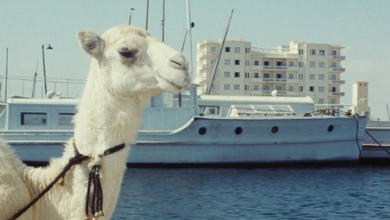 Zaa, the Little White Camel still 3