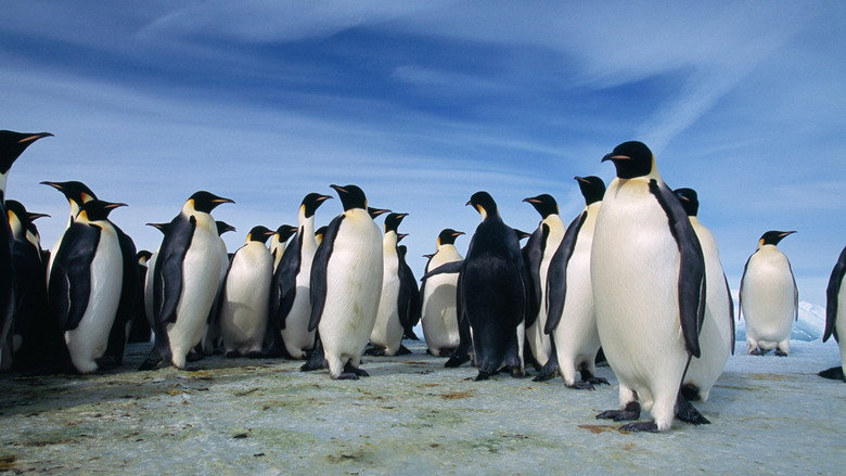 Planet of the Birds still 4