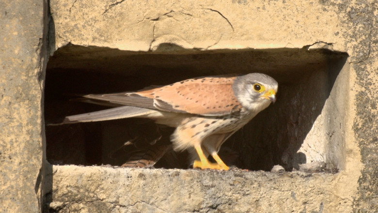 Forbidden Zone - Wildlife on the Battlefield still 2