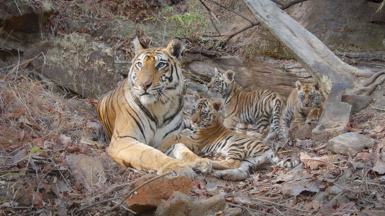 Tiger still 8