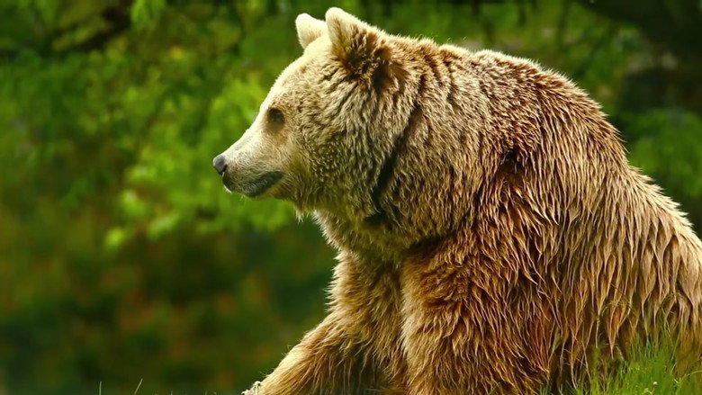 Unedited Footage of a Bear still 1