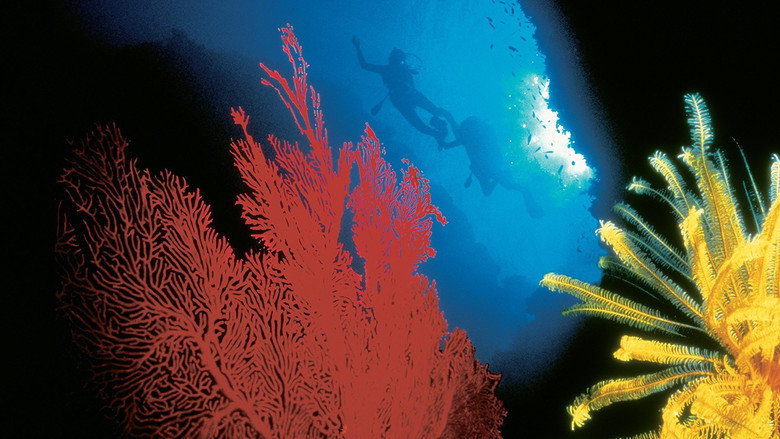 The Living Sea still 2