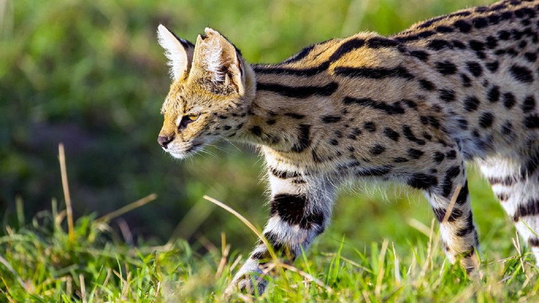 Servale - Afrikas unbekannte Katzen still 1