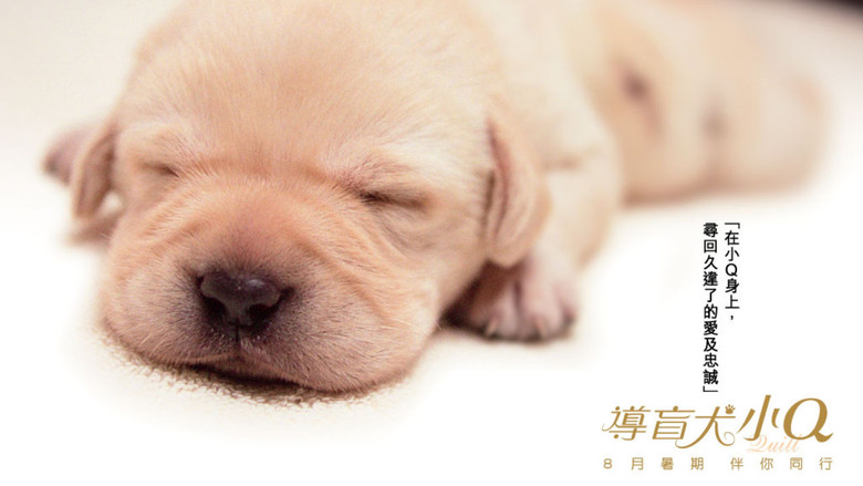 Quill: The Life of a Guide Dog still 3
