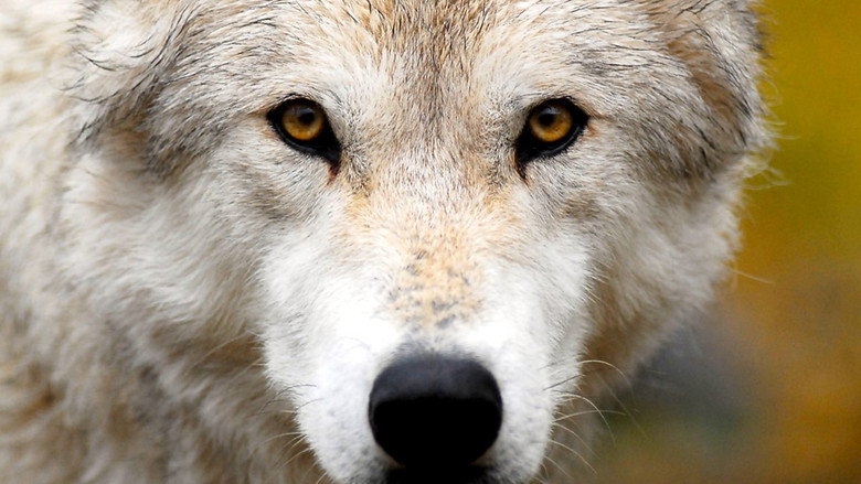Land of the Lost Wolves still 1