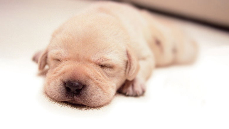Quill: The Life of a Guide Dog still 1