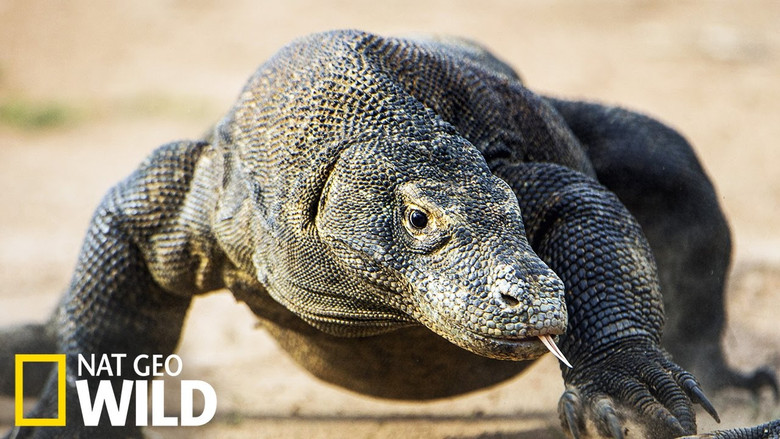 Les monstres de Komodo : une histoire d'amour still 1