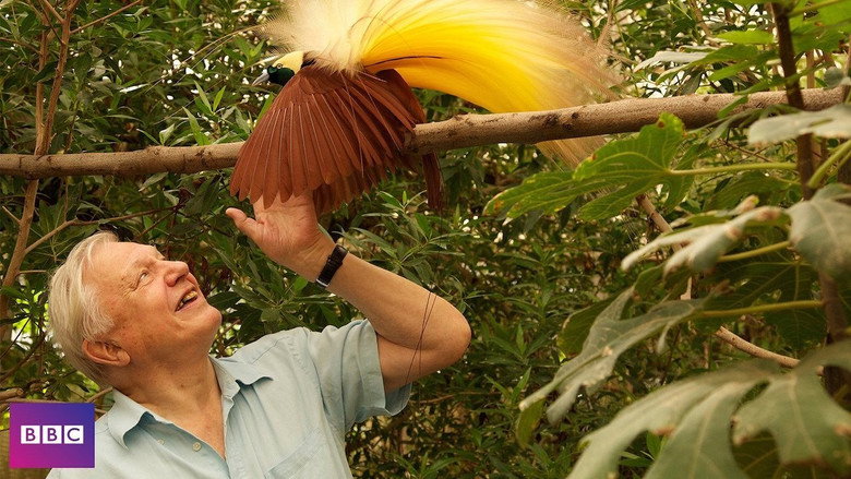 Birds of Paradise still 2
