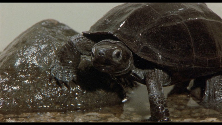 Gamera Super Monster still 6