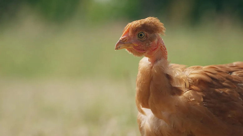 Poulet mania still 3