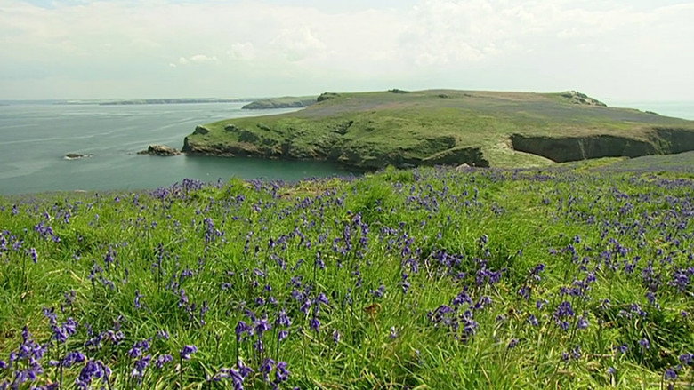 The Rabbits of Skomer still 1