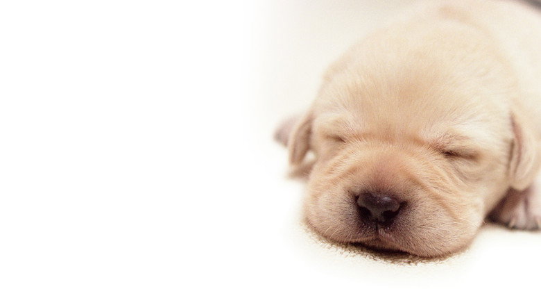 Quill: The Life of a Guide Dog still 4