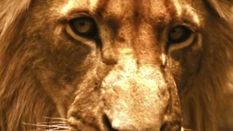 Brothers in Blood: The Lions of Sabi Sand still 2