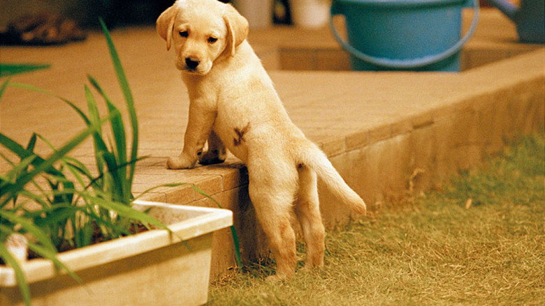 Quill: The Life of a Guide Dog still 2