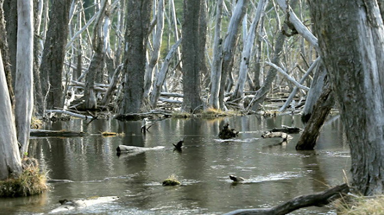 Beavers: Patagonia invaders still 1